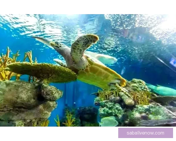 世界杯足球竞猜官网最新动态与赛事分析全方位指南